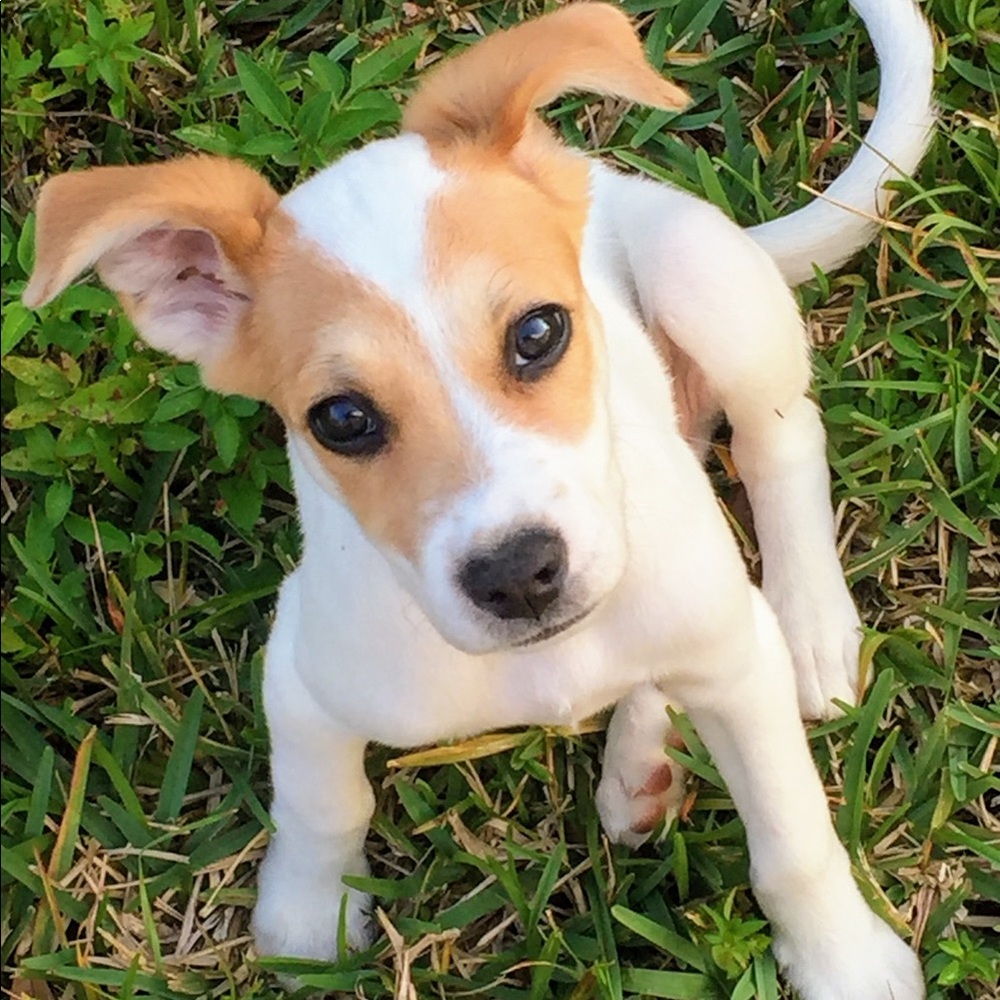 Meet your Posher, Romeo